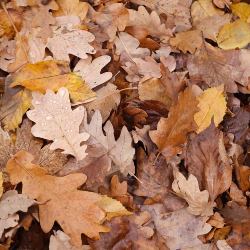 Brown November Leaves