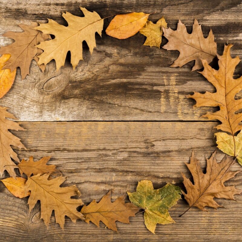 Beautiful Autumn Leaves on a Table