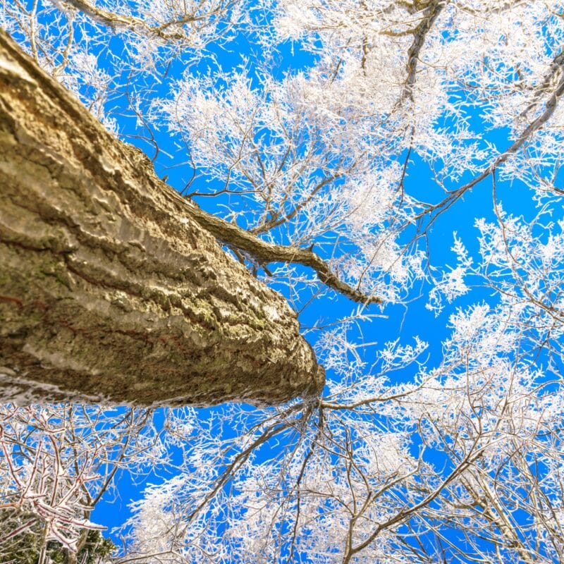 Frozen Trees in Winter with a Blue Sky