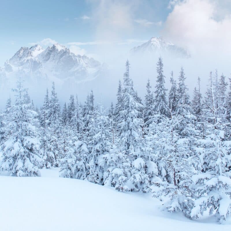 Winter Landscape with Snow Covered Pine Trees