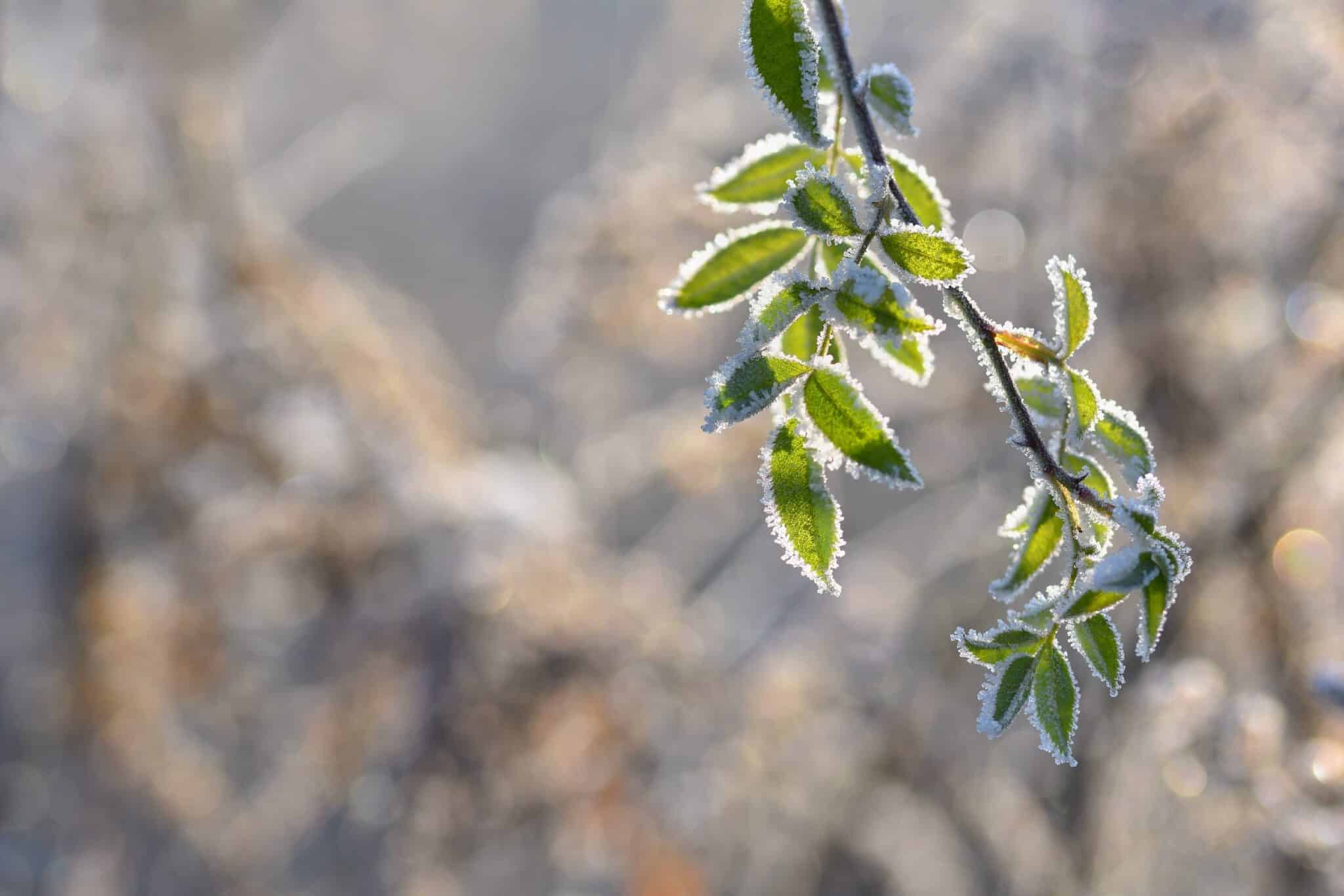 January 20th – 24th 2025