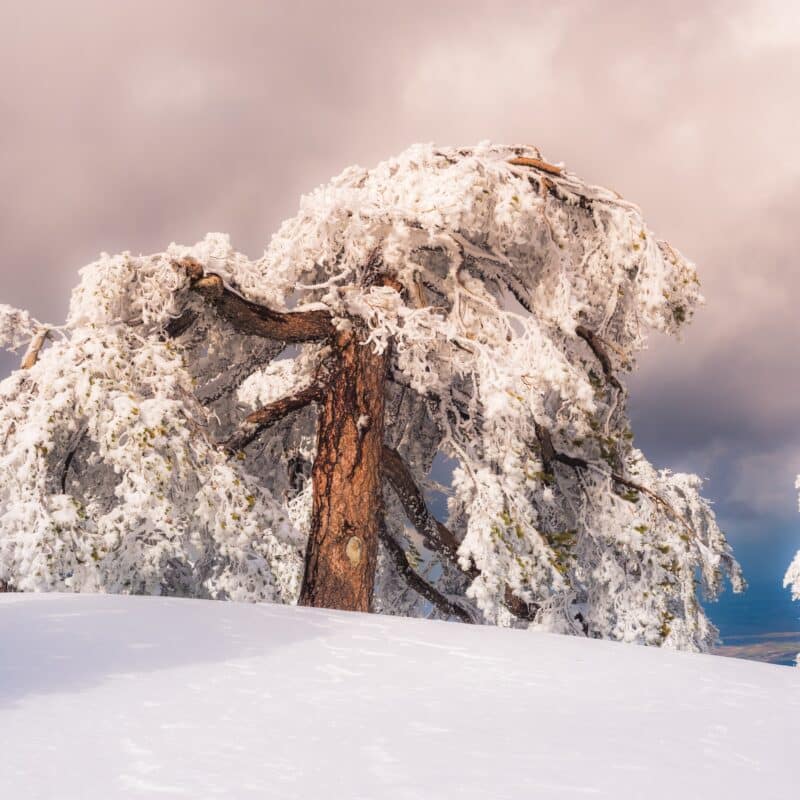 Winter scenery with snowy pine