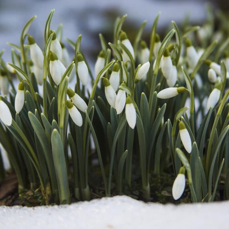 White flowers push through the Spring snow pack to bloom.