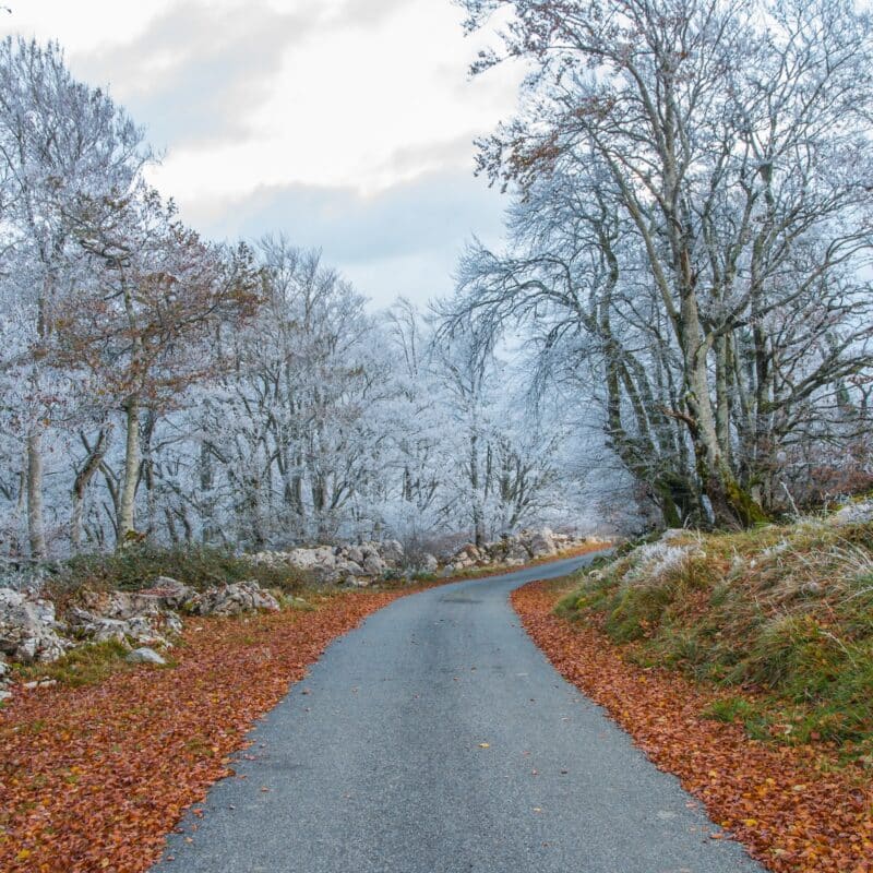 A road through the woods lines with white frosty trees