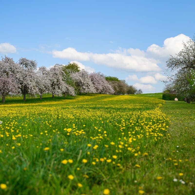 A beautiful shot of a green field covered with yellow flowers near cherry blossom trees