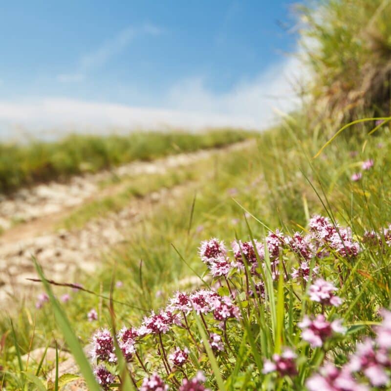 Spring flowers on a worn walking path.