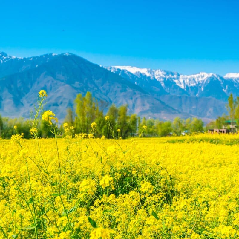 Mustard field with Beautiful snow covered mountains landscape