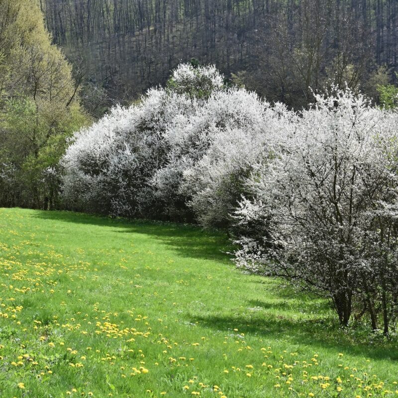 A clearing ringed with trees.