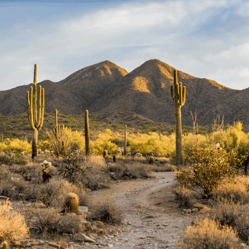 arizona landscape with cactus and mountains